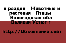  в раздел : Животные и растения » Птицы . Вологодская обл.,Великий Устюг г.